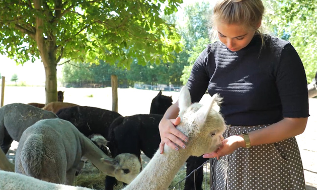 Alpaca & Falabella Ranch